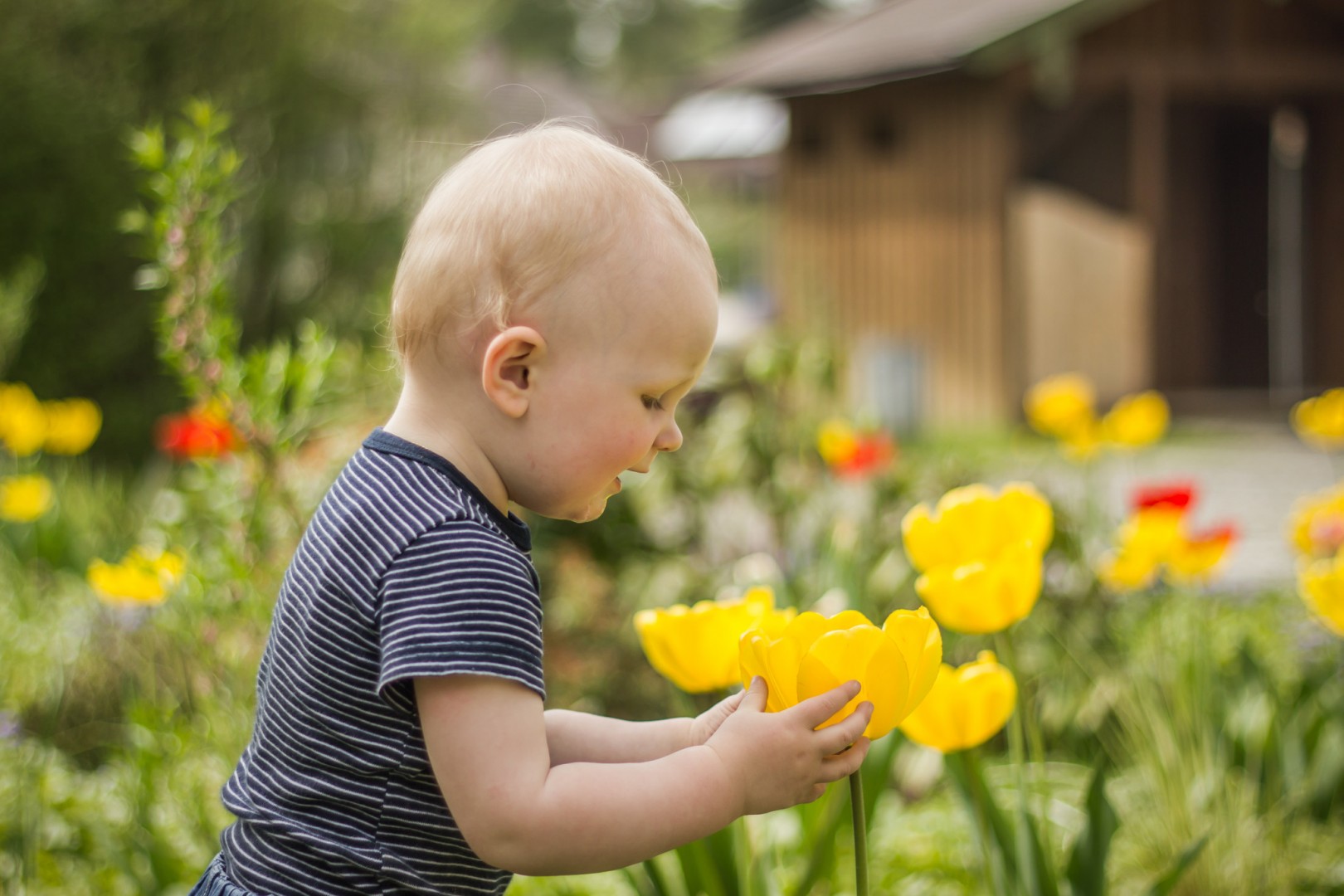 2-Jähriger bestaunt gelbe Tulpe, Nahaufnahme